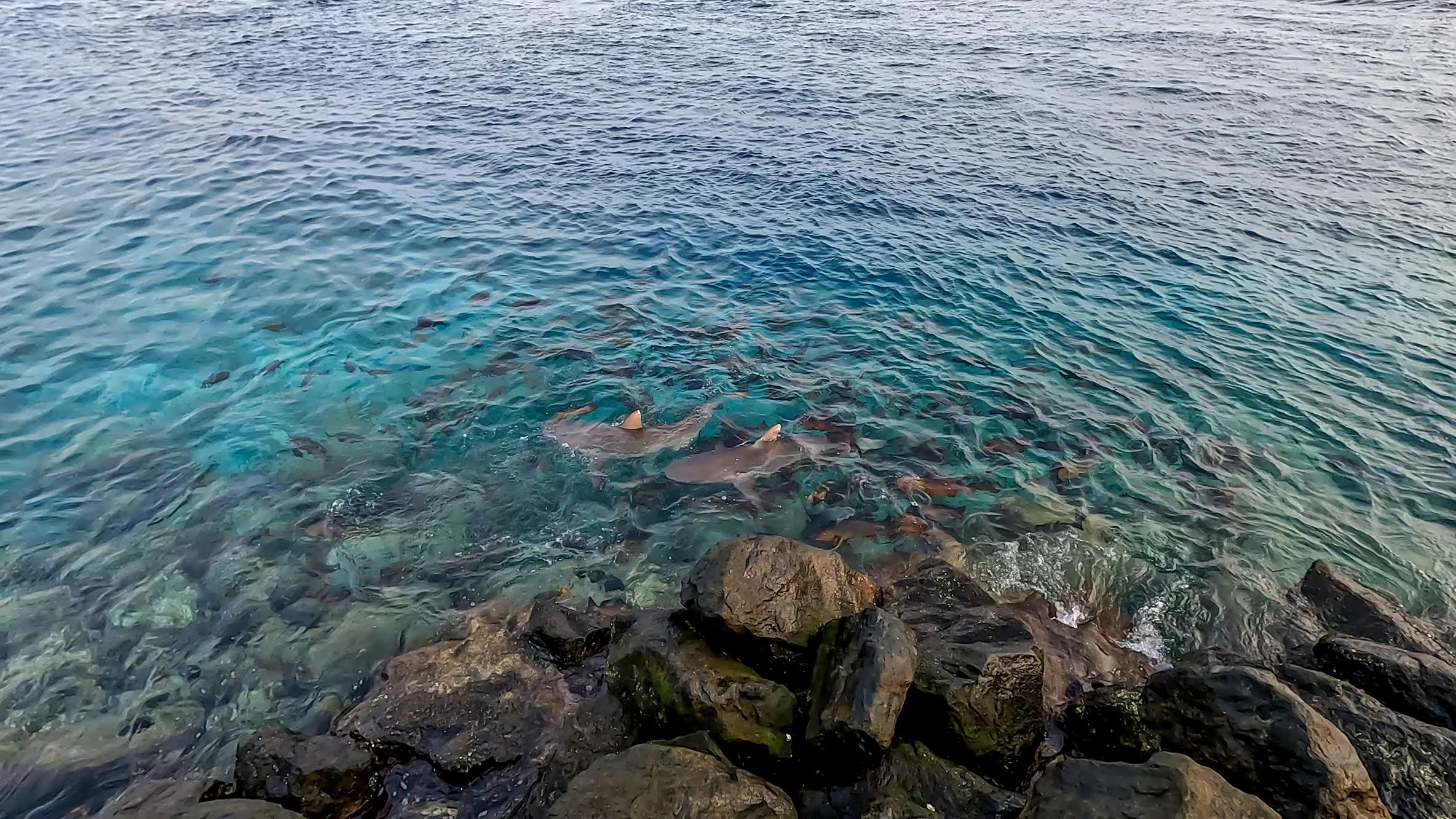 Shark feeding